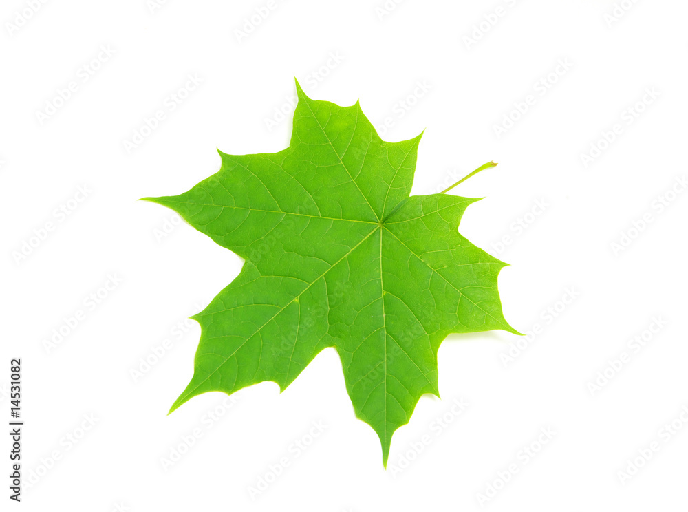 Fototapeta premium leaf