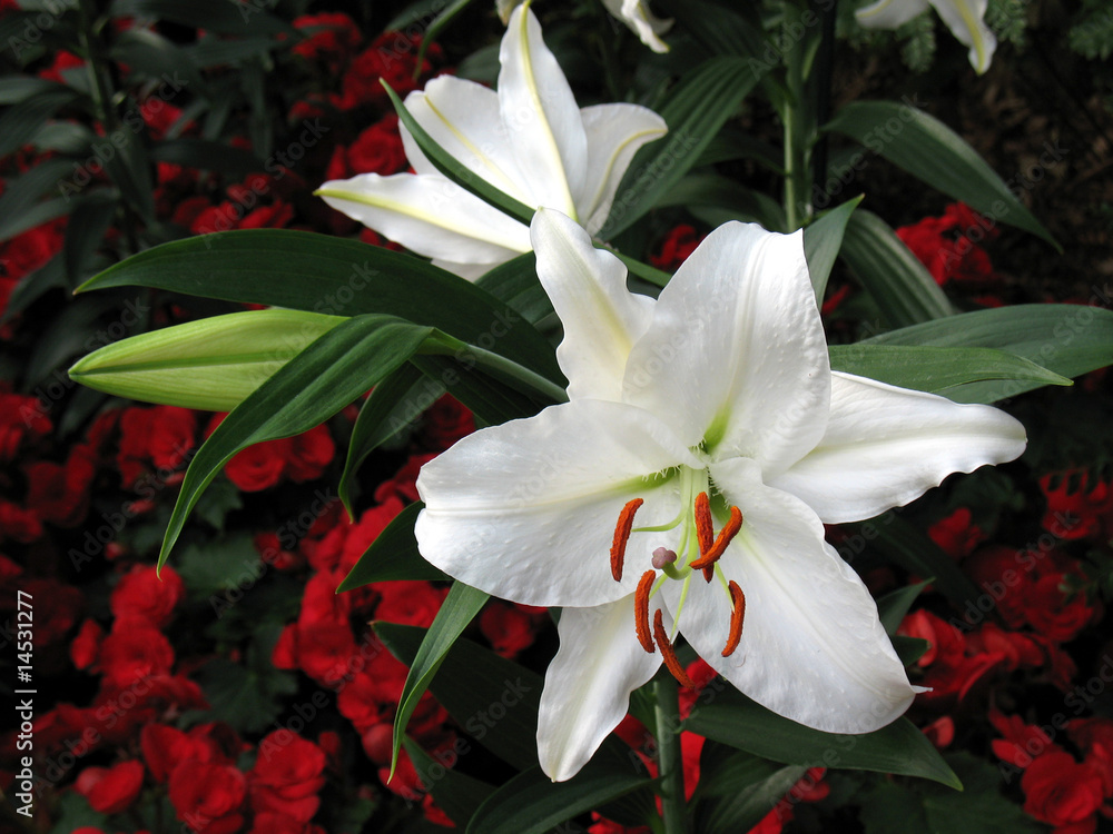 Obraz premium Lily