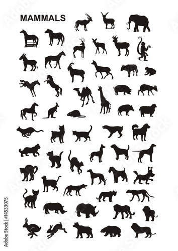 vector silhouettes of mammals