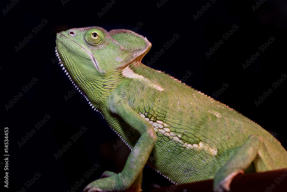 Fototapeta premium Jemenchamäleon - Chamaeleo calyptratus