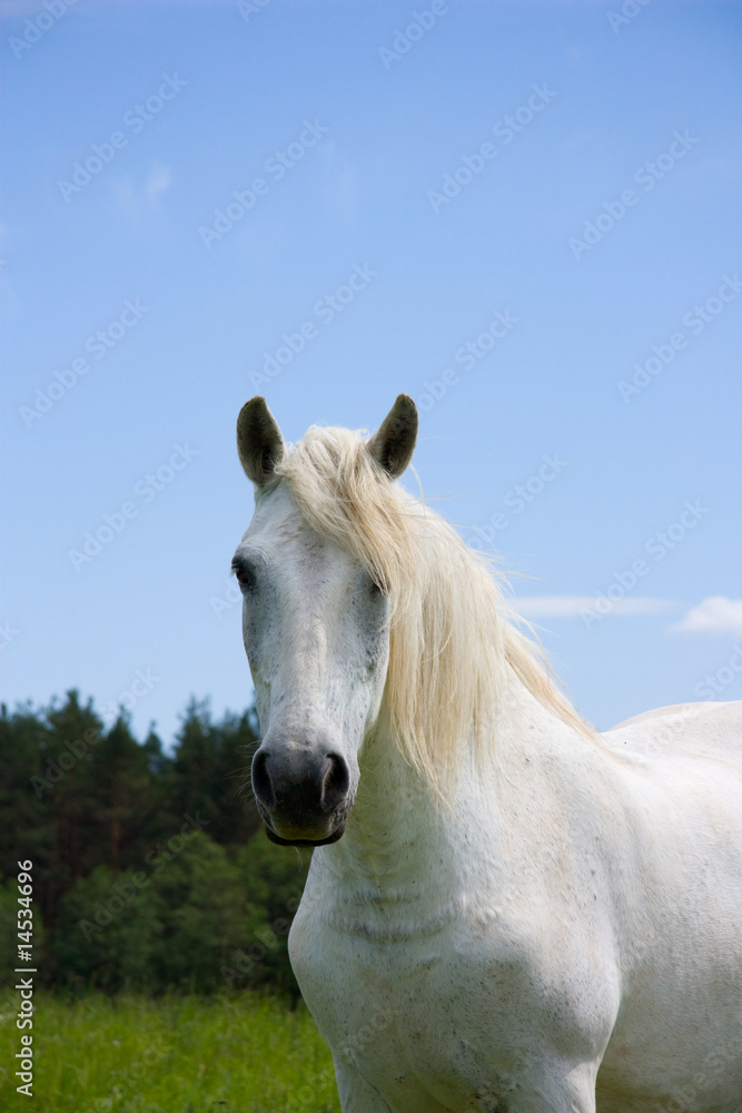 white horse on the meadow, portrait