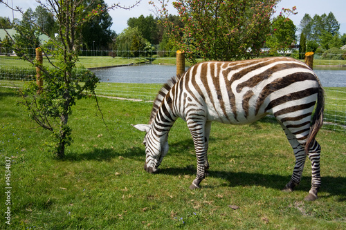 zebra in a zoo