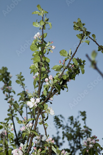 Apple blossom towards light blue sky