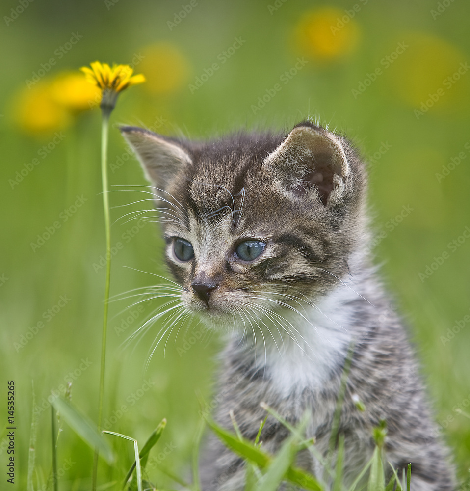 Obraz premium Katzenbabys erster Ausflug ins Grüne