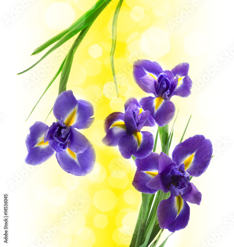 purple and yellow iris