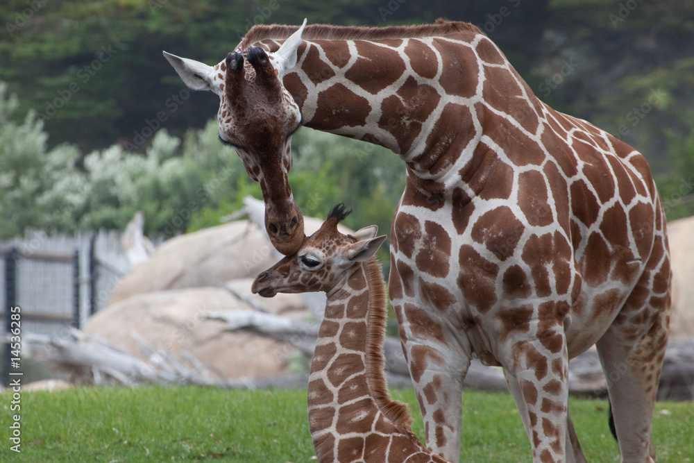 Fototapeta premium Giraffe mother kissing baby