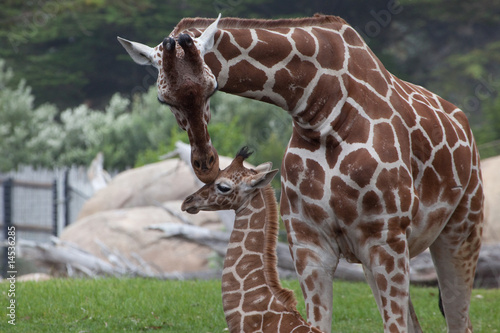 Giraffe mother kissing baby