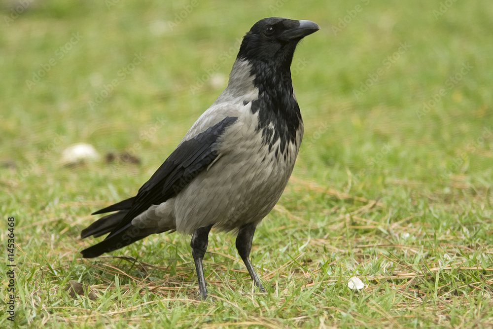 hooded crow / Corvus cornix hooded crow / Corvus cornix