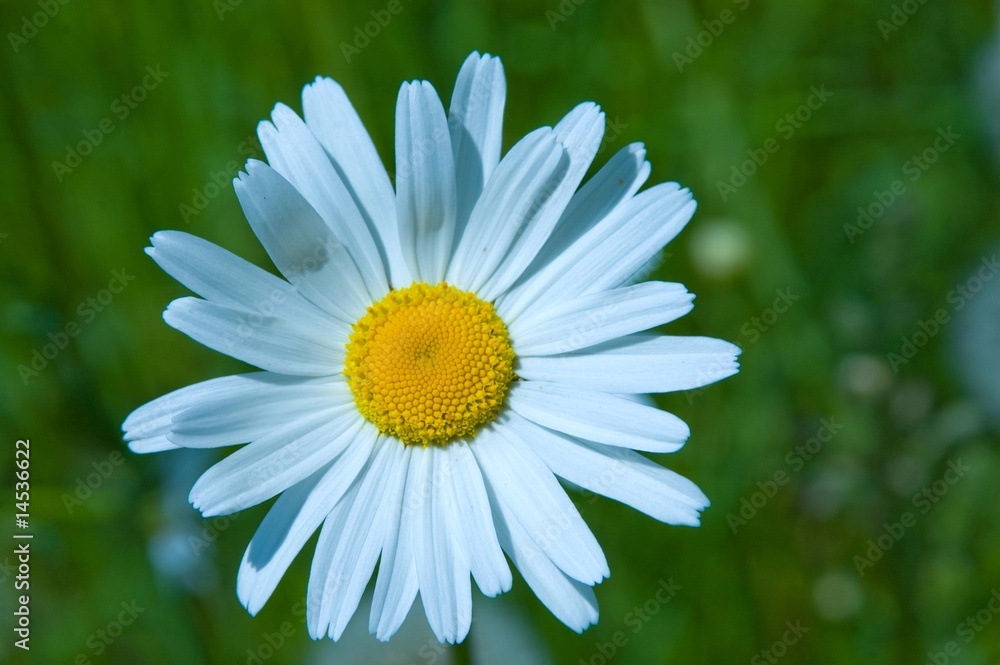 Fototapeta premium camomile