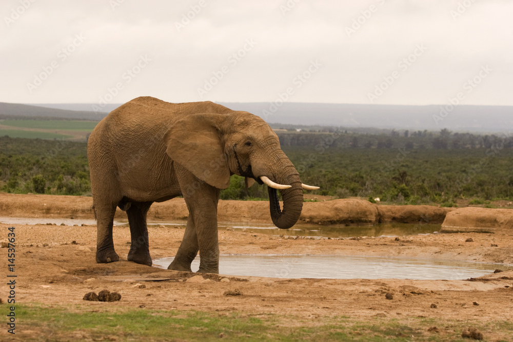Fototapeta premium A lone bull elephant drinking at a water hole