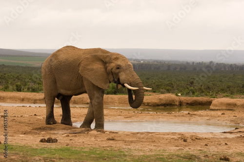 A lone bull elephant drinking at a water hole