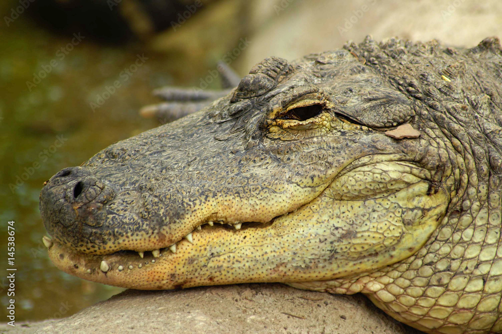 Fototapeta premium Gator