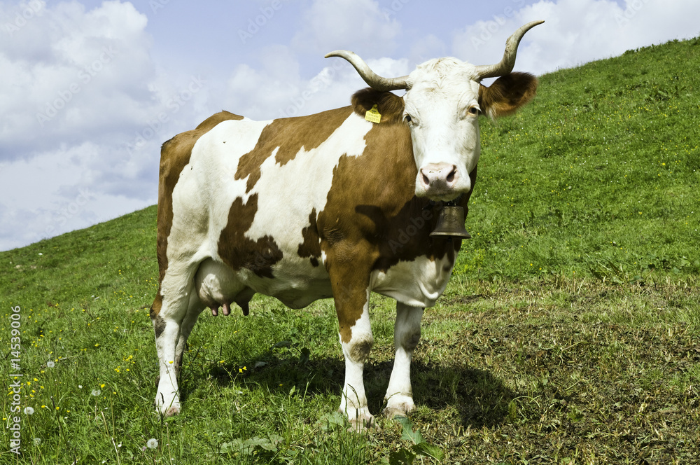 Kuh auf der Alm