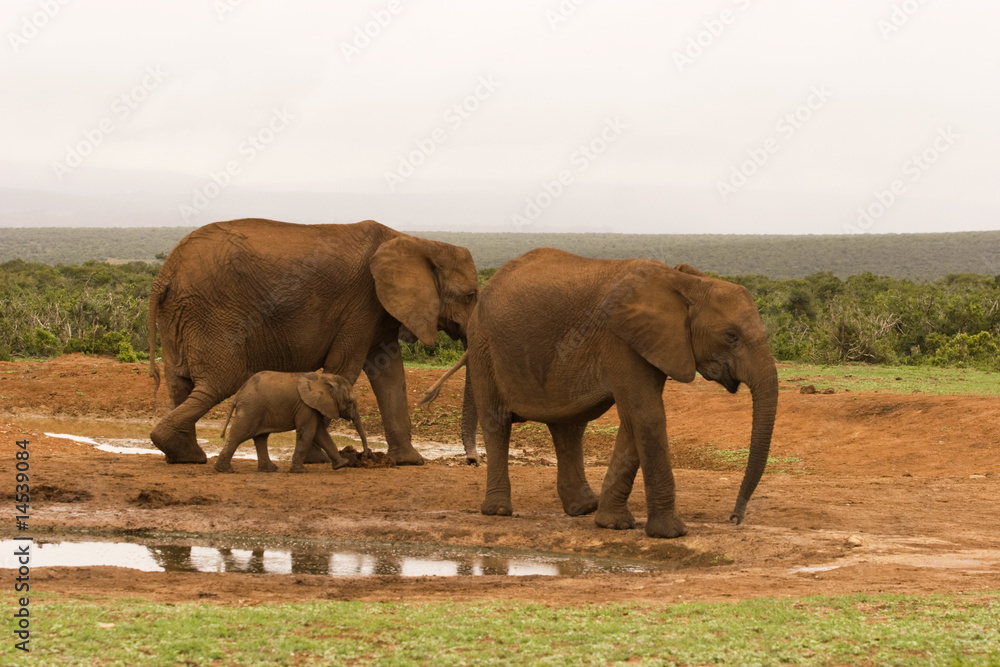 Elephants gathering at a water hole