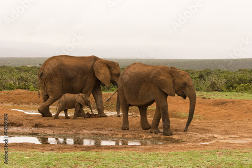 Elephants gathering at a water hole