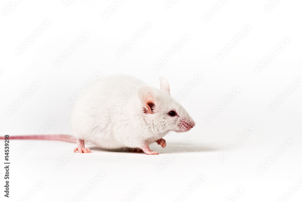 White mouse White mouse
