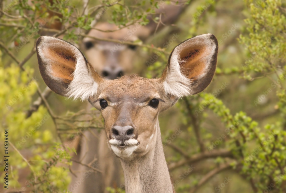 Two alert kudu in the bush with the back one out of focus Two alert kudu in the bush with the back one out of focus