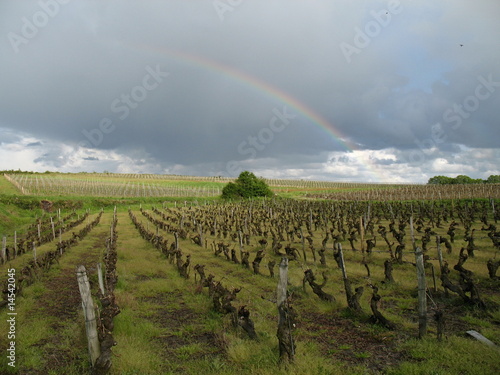 Arc en ciel sur les vignobles