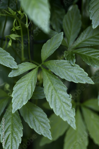 Jiaogulan lat. Gynostemma pentaphyllum