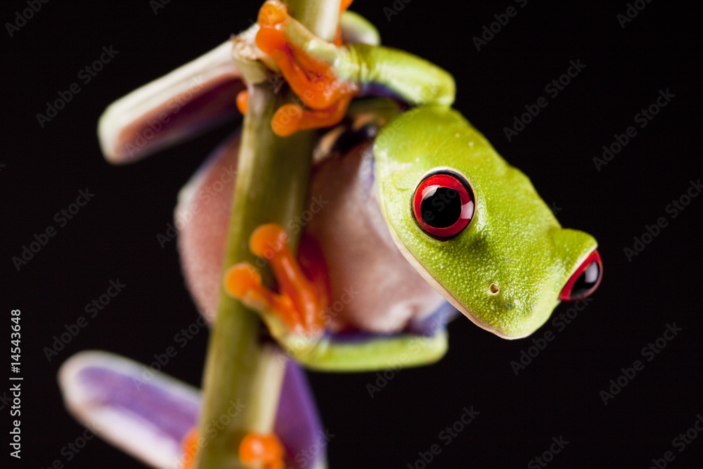 Naklejka premium Frog on branch