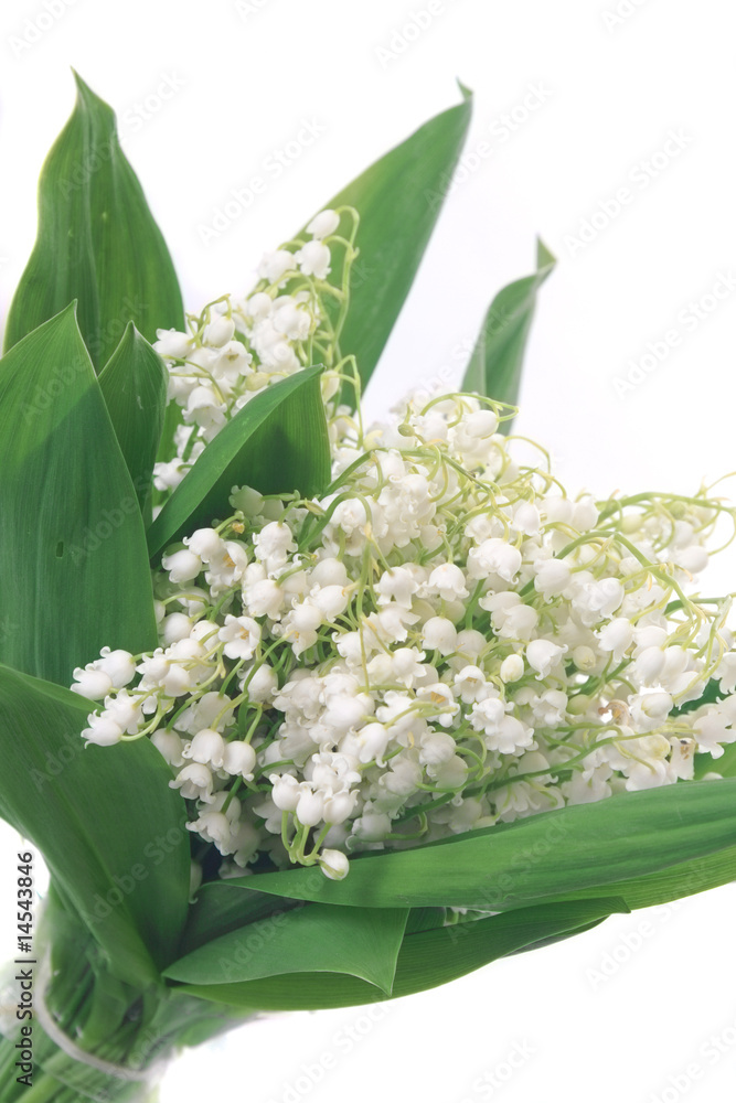Fototapeta premium Lilies of the valley