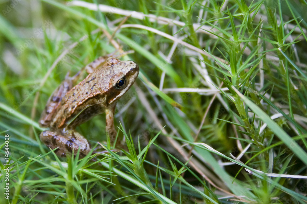 Fototapeta premium Frog