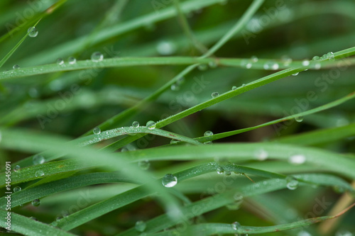 leaf with dew photo