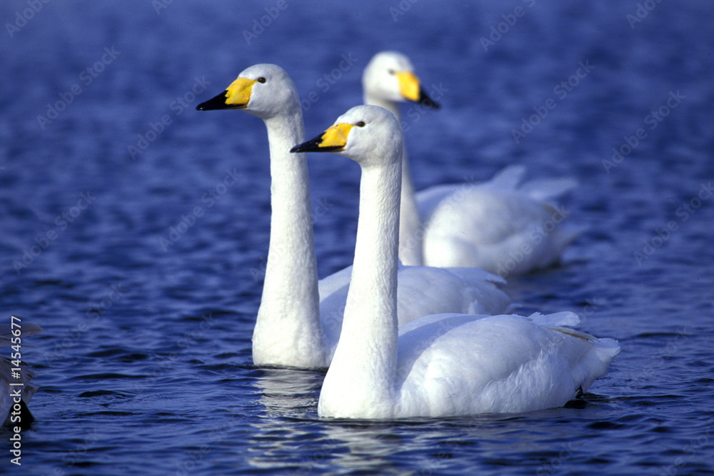 Swans swimming in the water Swans swimming in the water