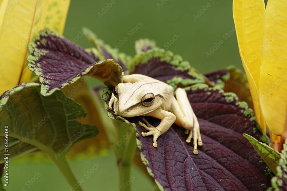 Fototapeta premium gros plan sur une toute petite grenouille