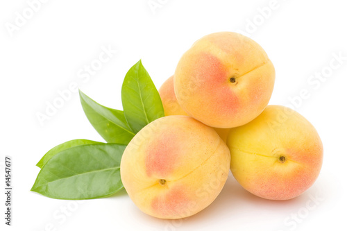 apricots on white background photo