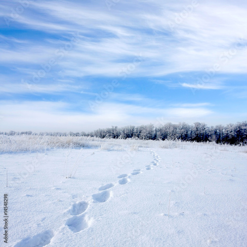 footsteps on snowbound meadow © Pavlo Klymenko