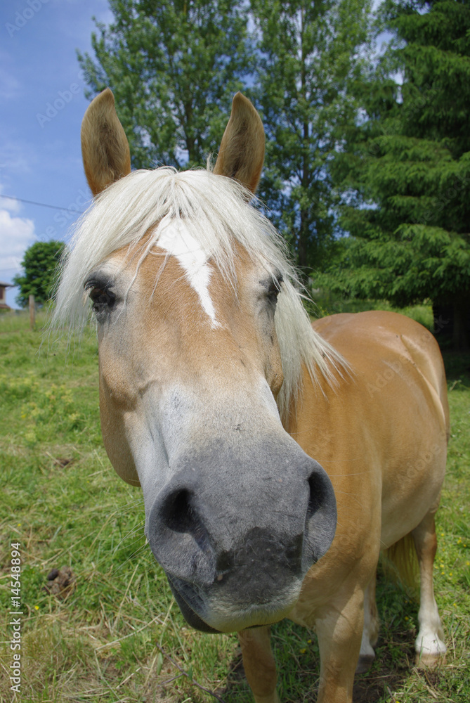 cheval roux 3 cheval roux 3