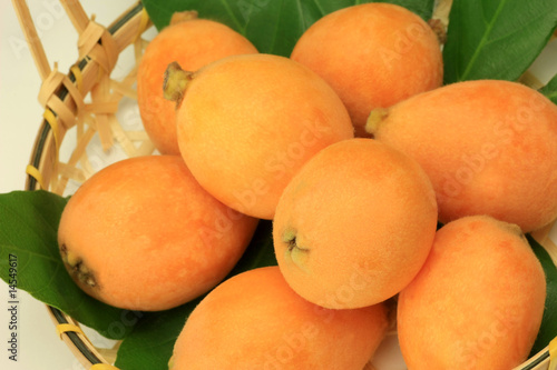 loquat