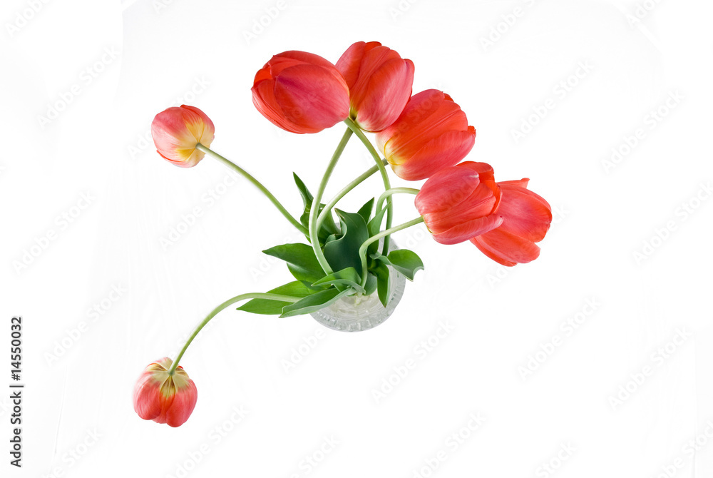 Obraz premium Red tulips