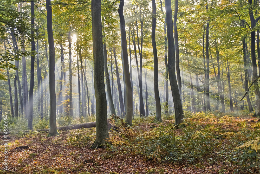 Obraz premium forêt