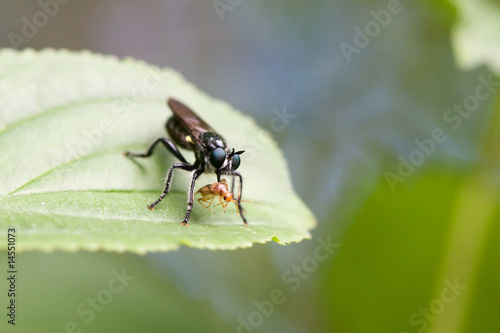 Fly eating a Bug