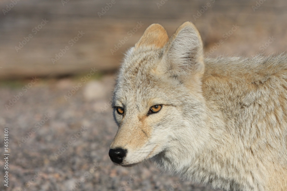 Fototapeta premium Wolf