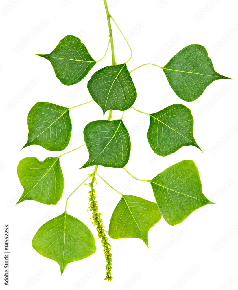 Fototapeta premium Close up of twig isolated on white background