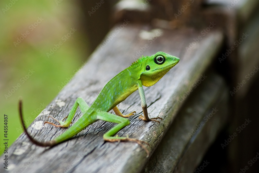 Naklejka premium Green Lizard