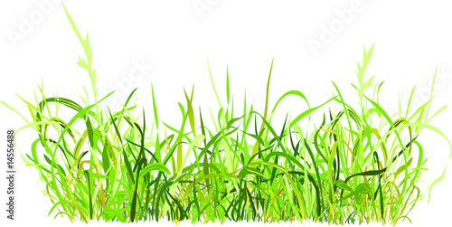 Wiese