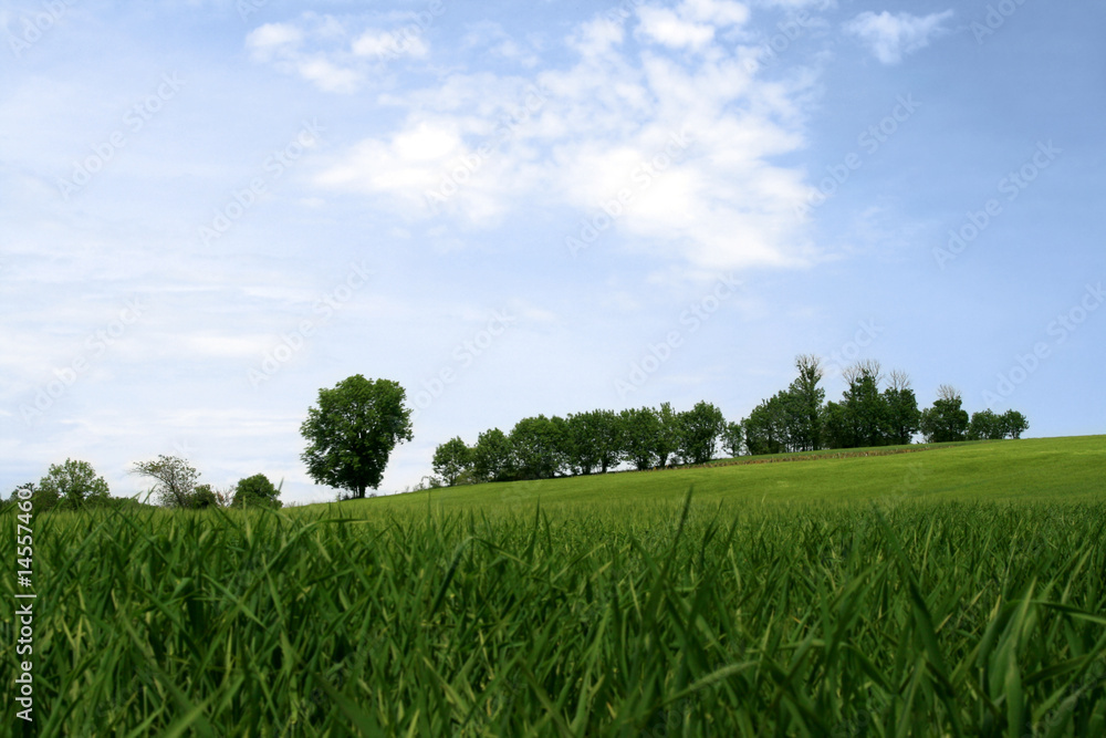 Quiet Spring landscape