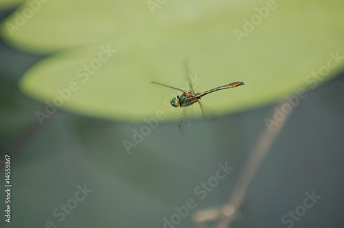 Wallpaper Mural libellula Torontodigital.ca