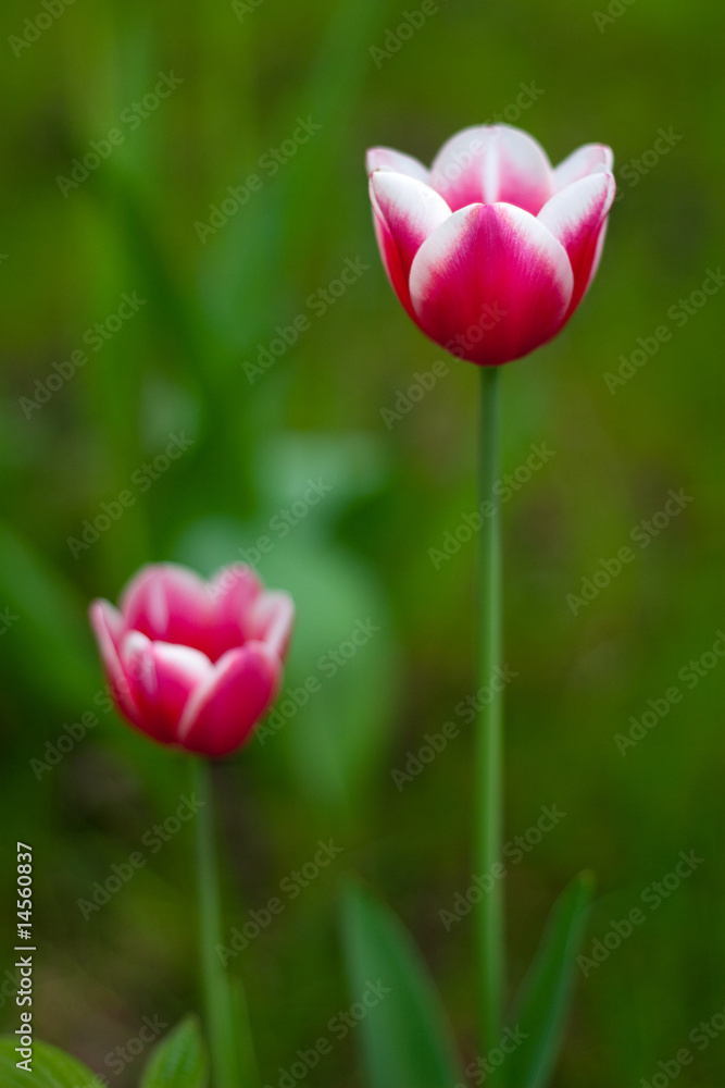 Tulpe