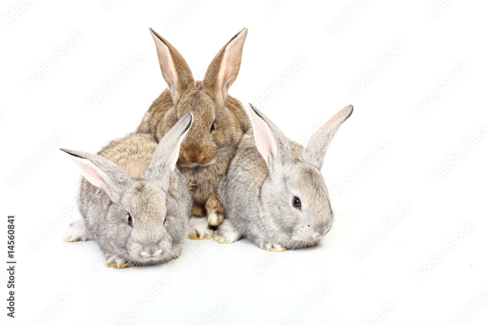 young rabbist young rabbist