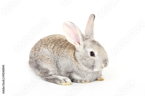 young gray rabbit