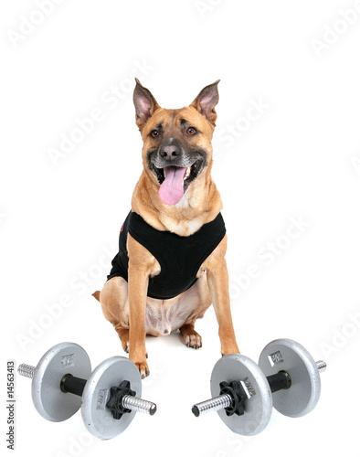 workout dog © Matthew Antonino