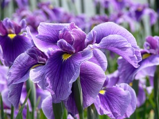Papier peint photo Iris Iris drapeau violet majestueux  © Tracey Kimmeskamp