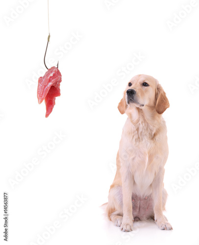 Fototapeta Naklejka Na Ścianę i Meble -  Labrador retriever and a fishing hook with meat