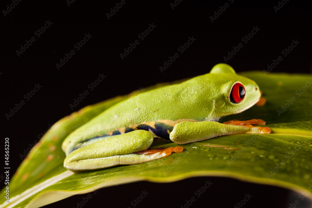 Naklejka premium Exotic frog