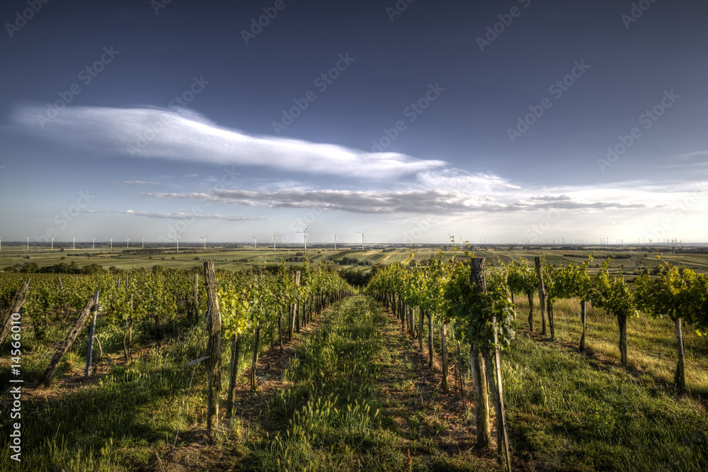 Vineyard panorama with wind mills in horizon